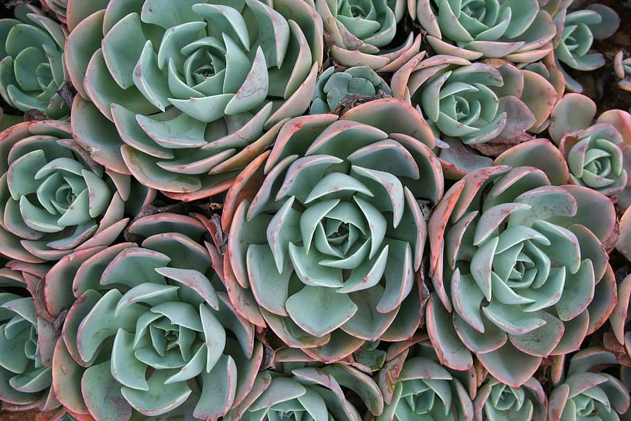 green and red plants, succulent, pattern, backgrounds, decoration, HD wallpaper
