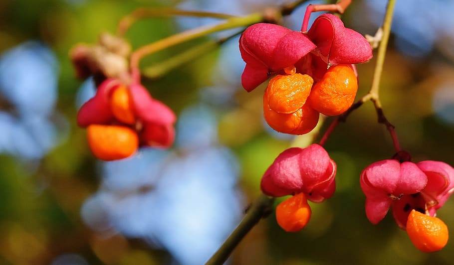 berries, red, orange, tree, nature, branch, fruit, growth, food HD wallpaper