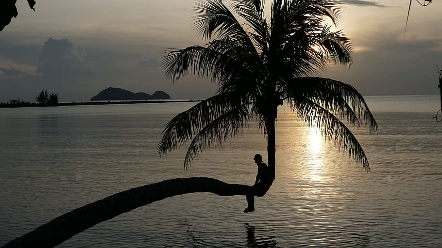 Sunset, Sea, Palm, Romance, Beach, Rest, holiday, sunset sea HD wallpaper