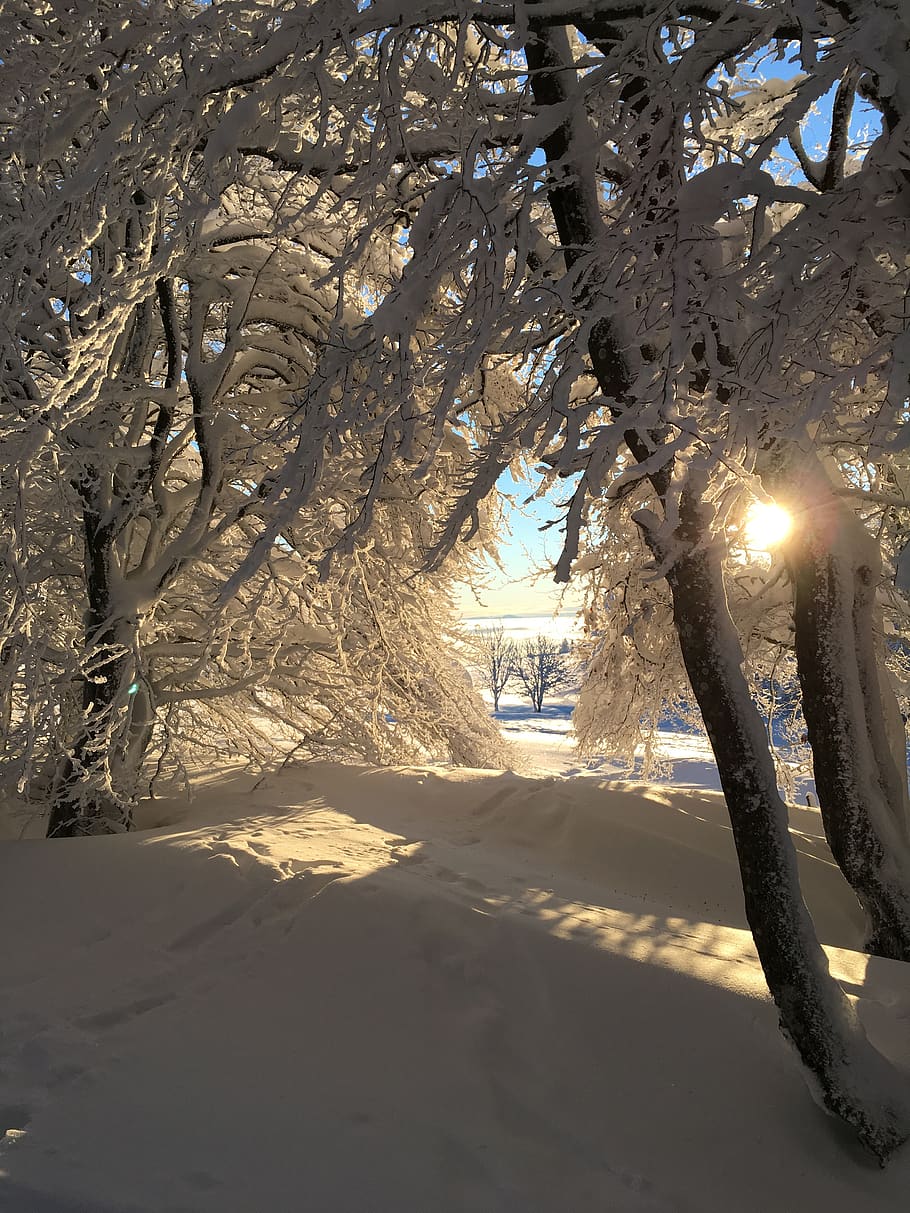 winter, snow, forest, tree, ice, cold temperature, plant, nature HD wallpaper