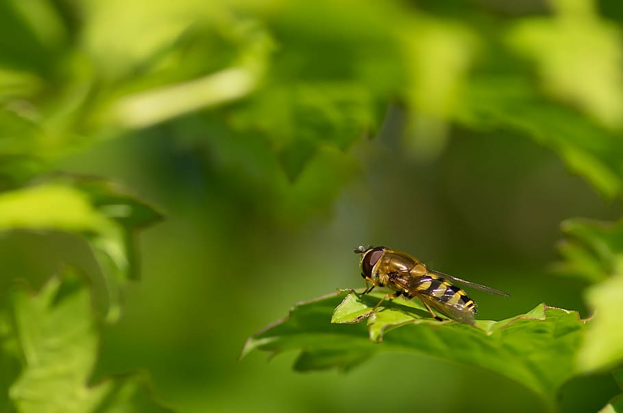 syrphid belted, browser, spring, diptera, insect, nature, animal HD wallpaper