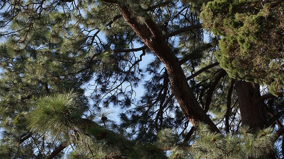 Branches, Tree, Juniper, Pine, nature, plant, season, green HD wallpaper
