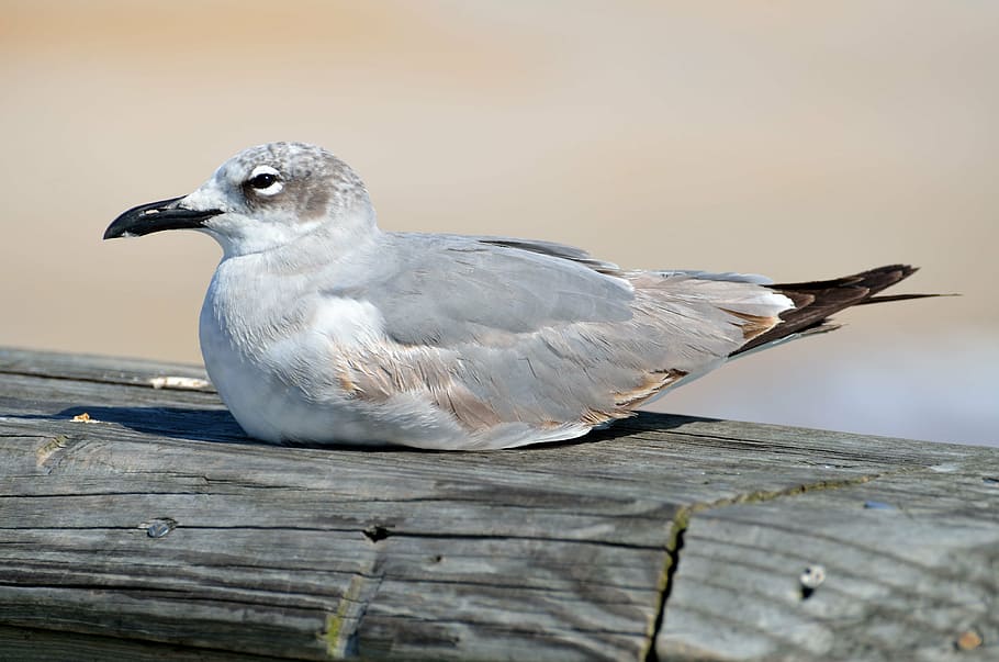 seagull, bird, resting, pier, animal, nature, seabird, beach, HD wallpaper