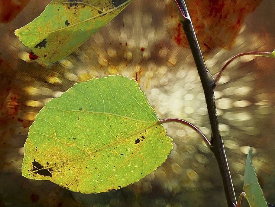 leaf, leaves, nature, foliage, plant, botany, growth, forest HD wallpaper