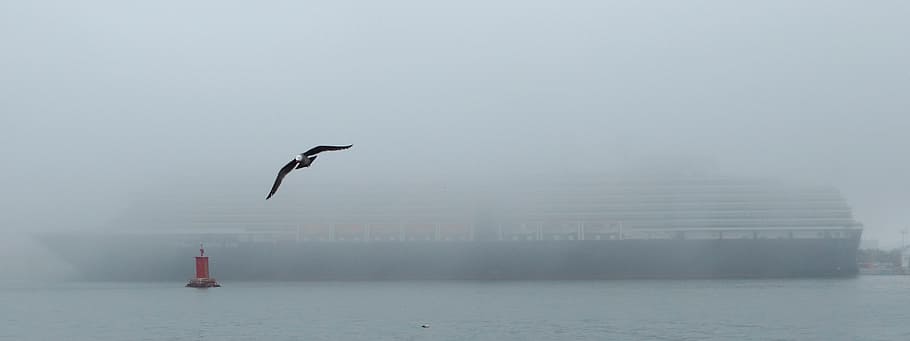 HD wallpaper: bird flying above ocean near cruise ship, Ferry, Boat ...