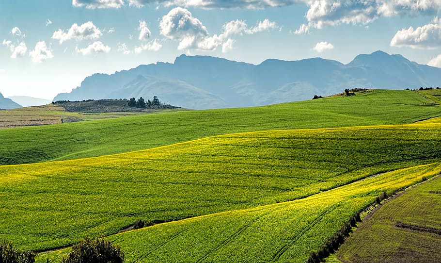 landscape photography of green grass fields, canola fields, rolling hills, HD wallpaper