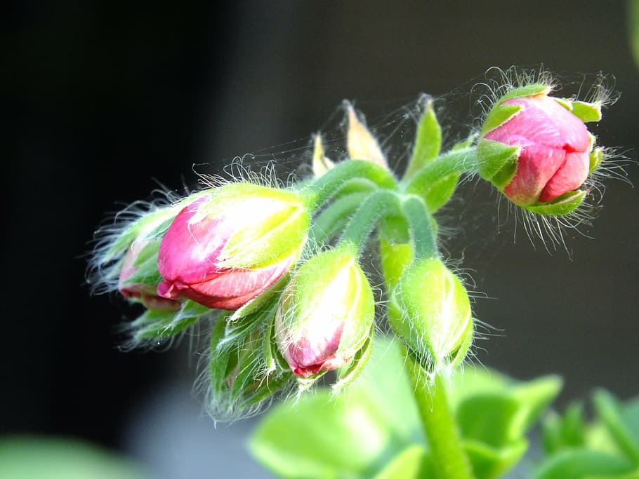 geranium, bud, pink, spider web, flowers, garden flower, gentle HD wallpaper