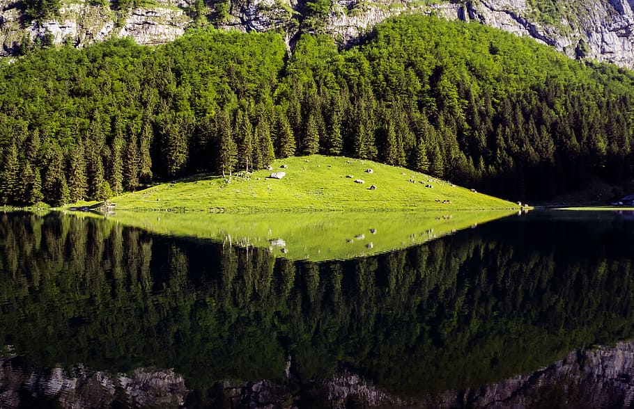 water reflect photography of hill, seealpsee, green, tree, alpine, HD wallpaper