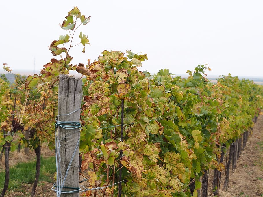wine, vineyard, vines, grapes, winegrowing, plant, grapevine HD wallpaper