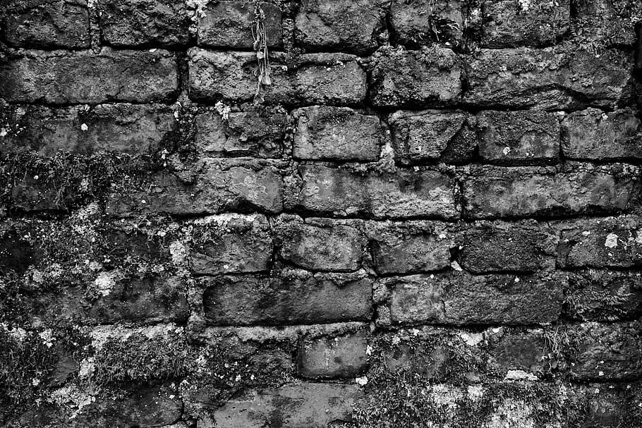 black white, wall, dark, brick, brick wall, old, moss, plant, HD wallpaper