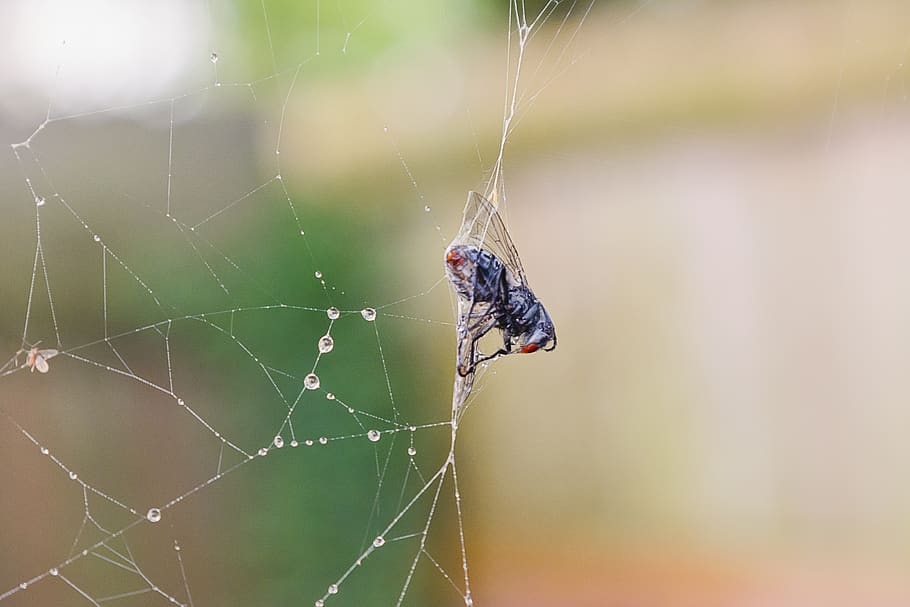 spider, spiderweb, insect, arachnid, nature, cobweb, outdoors HD wallpaper