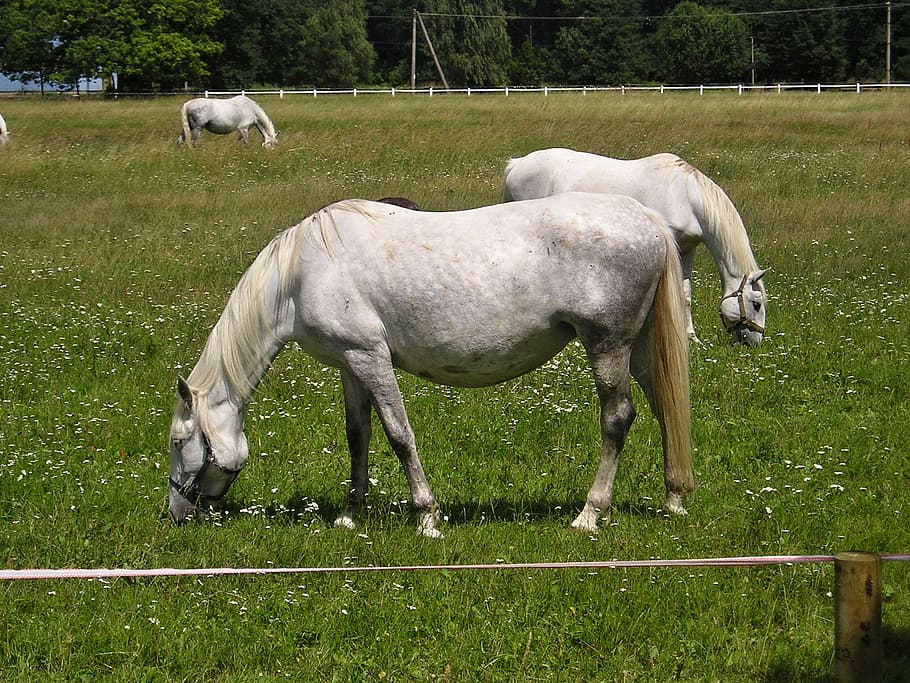 Horse, Feast, Standing, White, domestic animals, animal themes HD wallpaper