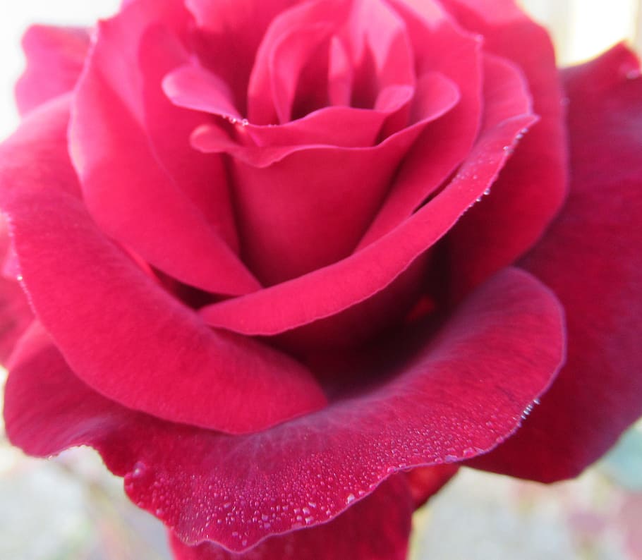 autumn, open, rose, dew, plant, close-up, beauty in nature HD wallpaper