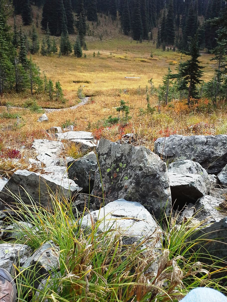 alpine meadow, cascade mountains, washington, plant, rock, solid HD wallpaper