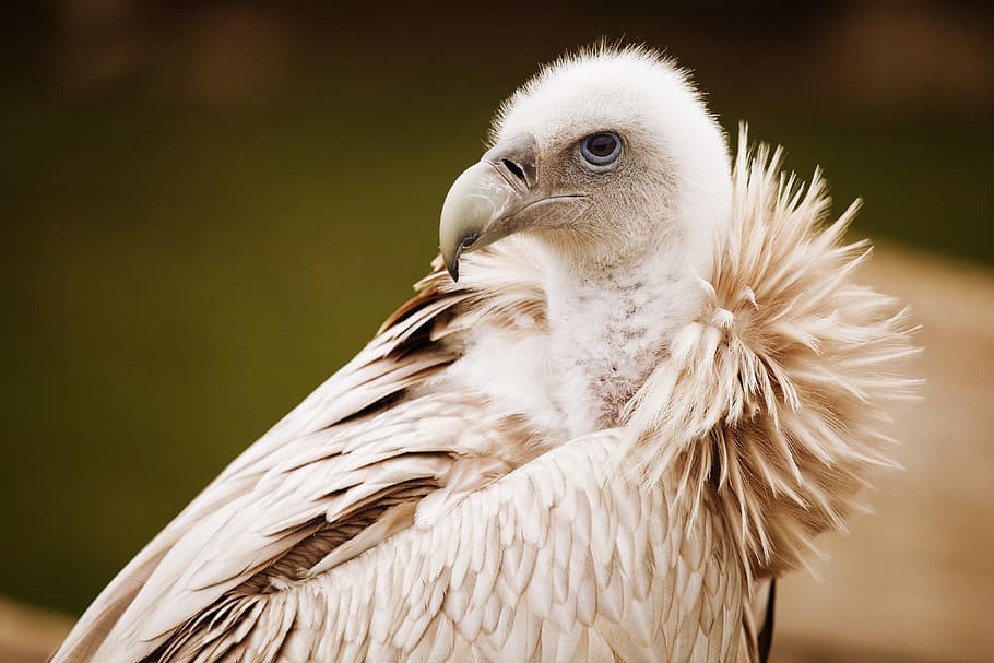 Animal, Beak, Bird, Feather, Feathers, scavenger, vulture, wildlife HD wallpaper