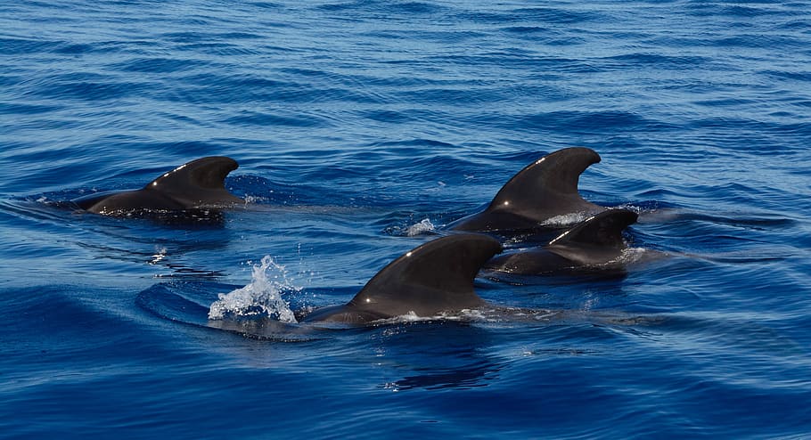 four black dolphin underwaters, dolphin swims on body of water HD wallpaper