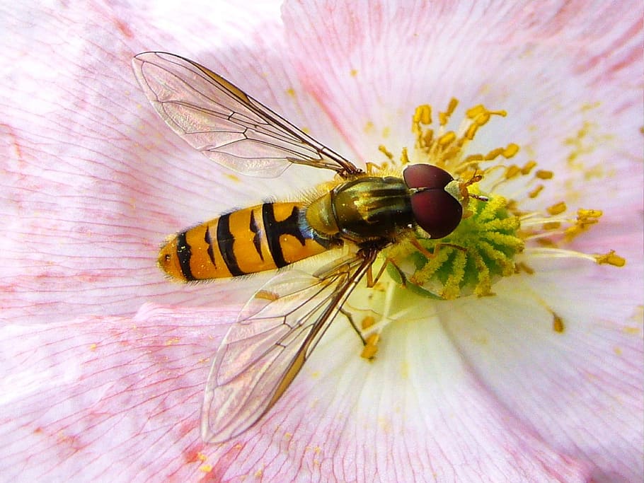 macro photography of yellow and black hoverfly feeding on yellow flower stigma HD wallpaper