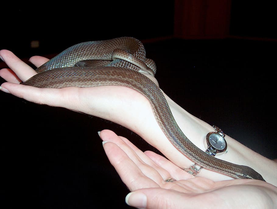 snake, slither, hands, nature, reptile, wildlife, serpent, predator HD wallpaper
