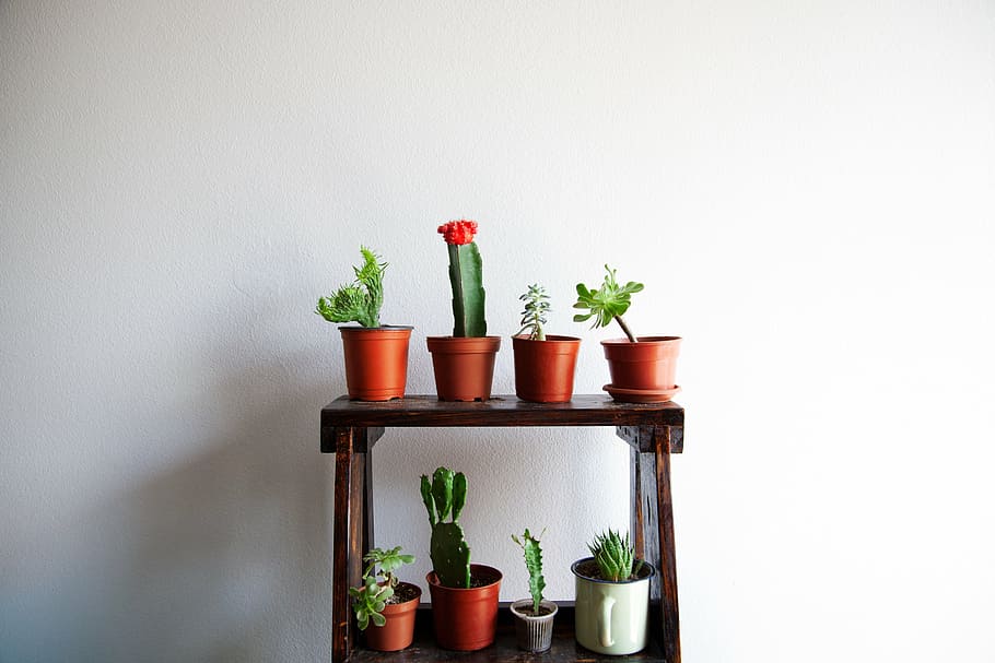 cacti on pot on 2-layered rack, cactus, succulent, indoor, decor HD wallpaper