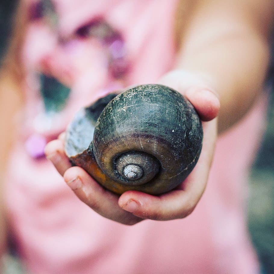 selective focus photography of person holding snail shell during daytime, person holding black shell