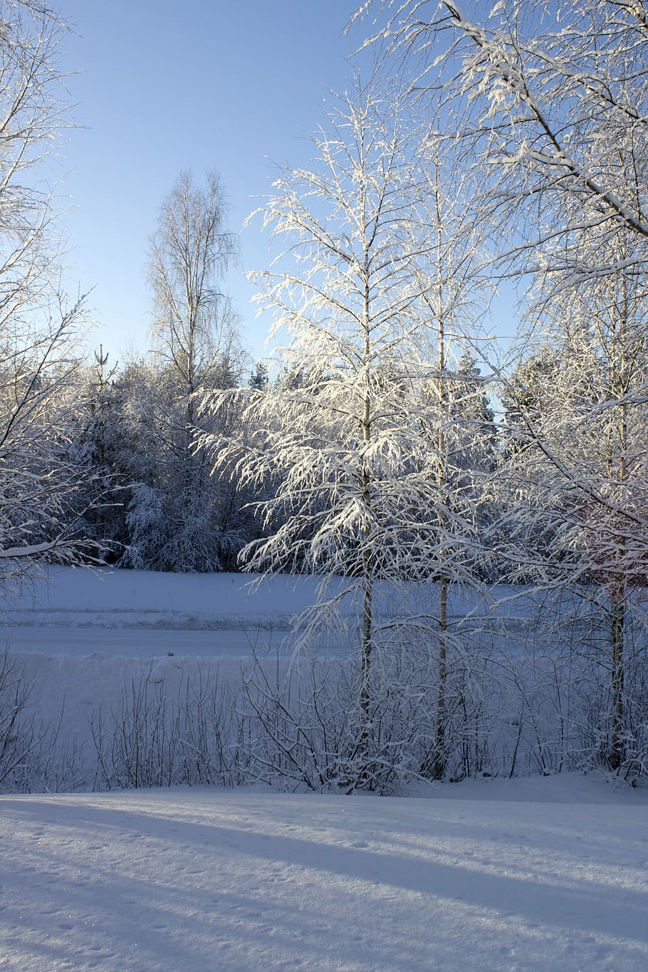 Winter, Tree, Birch, Snowy, Day, branches, cold, frost, nature HD wallpaper