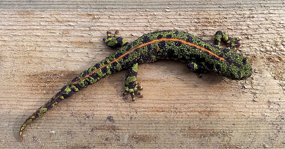 salamander, nature, animals, animal themes, wood - material HD wallpaper