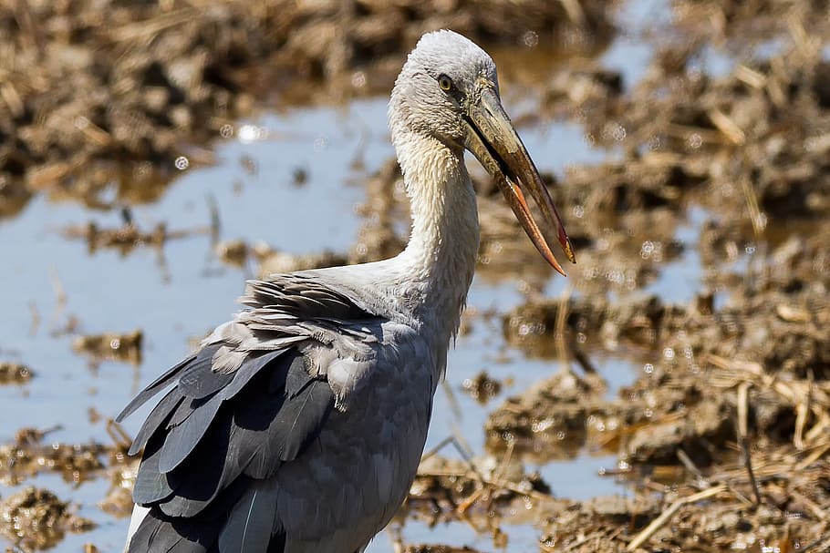 birds, asian openbill, vole, bittern, white, phatthalung, less sea, HD wallpaper