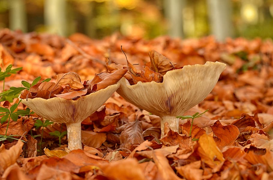 selective focus photography of two white mushrooms surrounded by dried leaves HD wallpaper