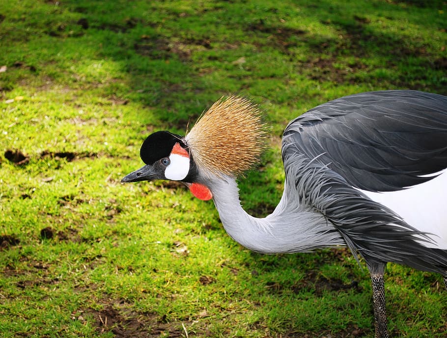 selective focus photography of red-crowned crane, grey crowned crane, HD wallpaper