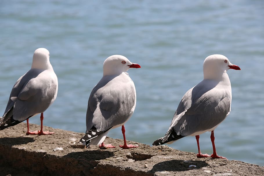 seagull, bird, gannet, beach, tree, animal wildlife, animals in the wild HD wallpaper