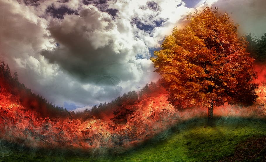 brown tree in grassfield, fire, brand, forest fire, flame, meadow HD wallpaper