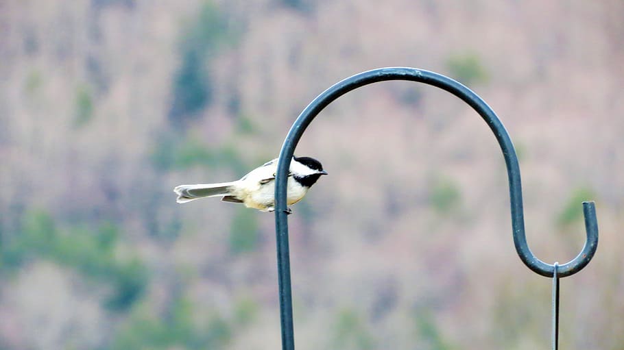 Bird, Chickadee, Blur, Focus, Animal, cute, outdoors, small HD wallpaper