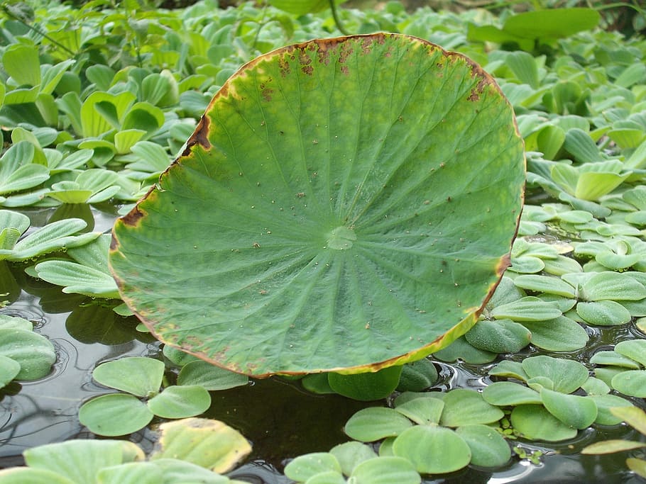 Water, Flower, Nature, leaf, green color, plant, freshness HD wallpaper
