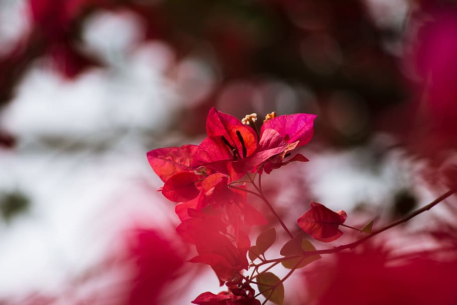 selective focus photography of red bougainvillea plant, selective focus photography of pink petaled flower HD wallpaper