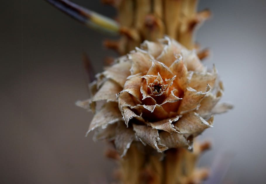brad, flower, inflorescence, close-up, plant, flowering plant HD wallpaper