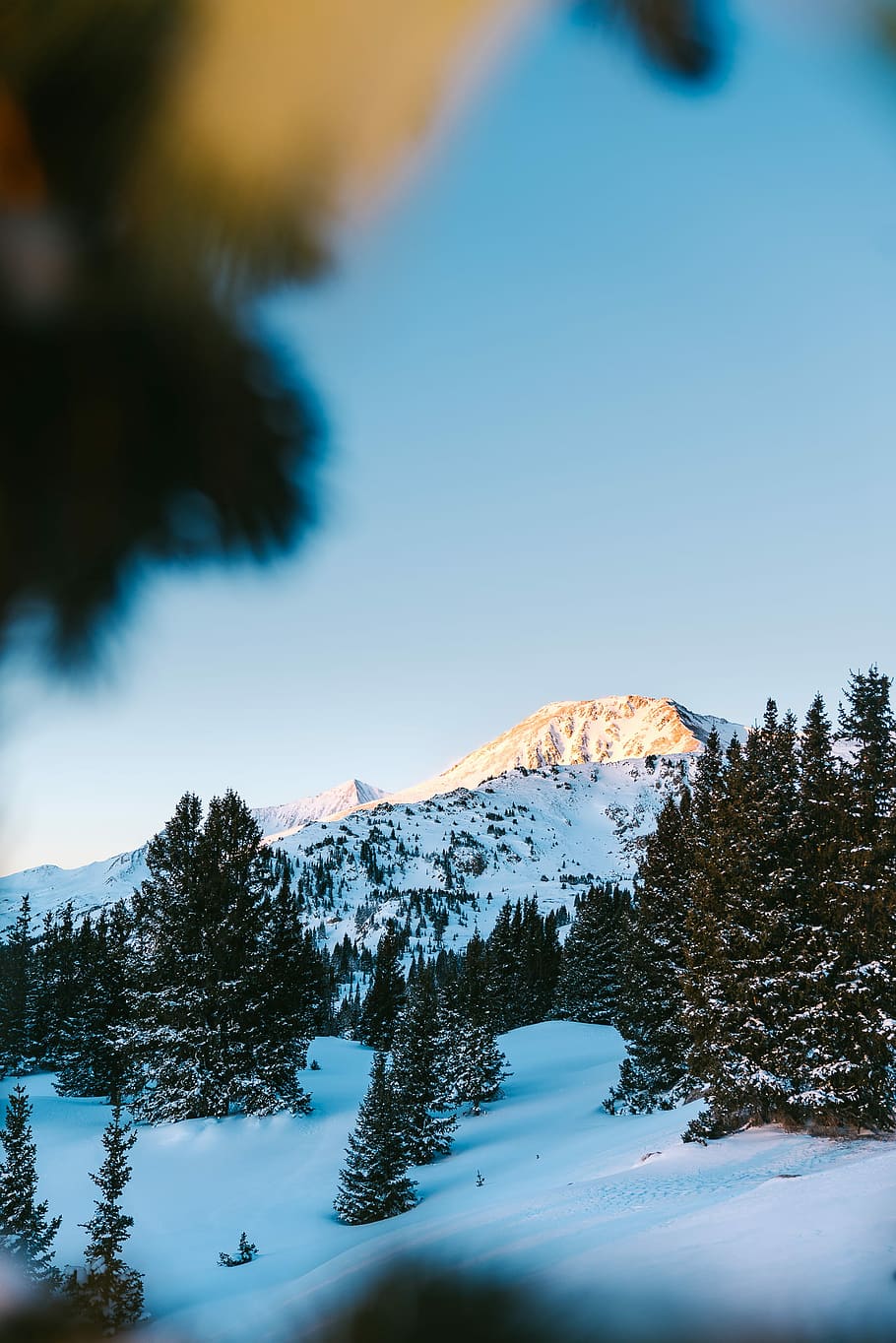landscape photo of gray mountain covered with snow, pine trees field on snow sand under blue sky HD wallpaper
