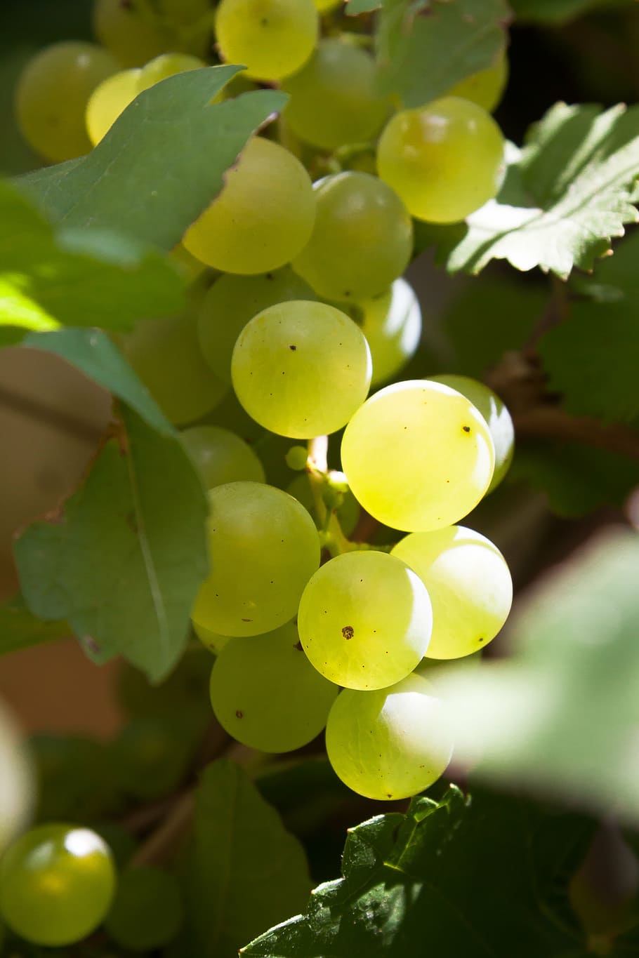 grapes, sun, wall, vine, eat, sweet, fruit, food, leaves, side light HD wallpaper