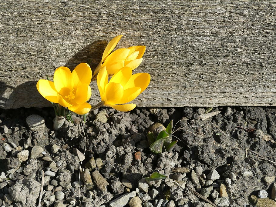 yellow flower in bloom beside gray surface, crocus, earth, dry HD wallpaper