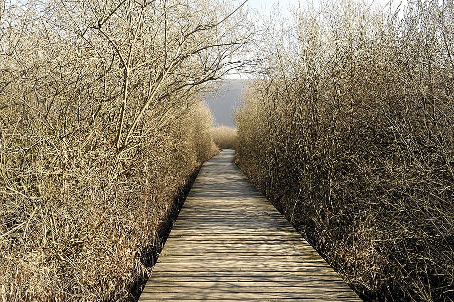 web, autumn, nature, boardwalk, landscape, nature reserve, reed HD wallpaper