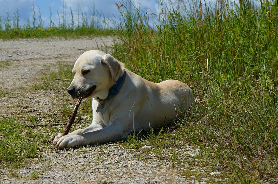 labrador, retriever, dog, stick, animal, canine, pets, domestic, HD wallpaper