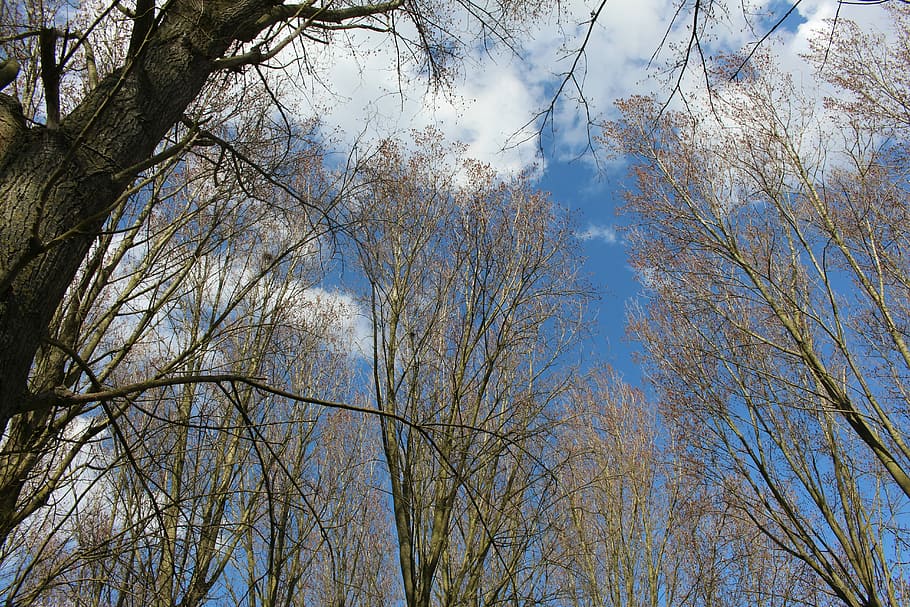 Houplines, Spring, park, tree, nature, low angle view, branch HD wallpaper