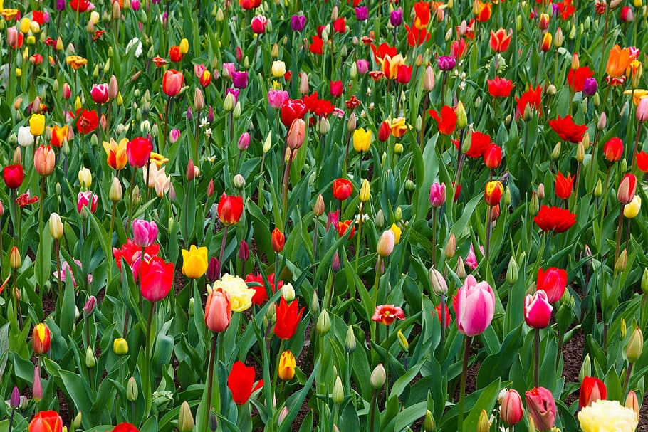 background, beautiful, bloom, blooming, blossom, bright, colorful HD wallpaper
