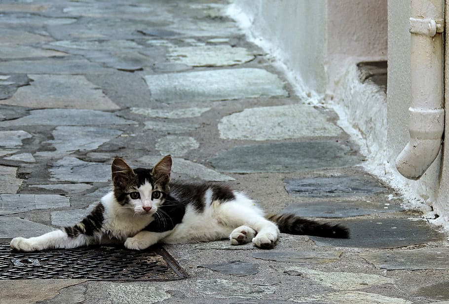 cat, cats, kitten, kos, the island of kos, greece, road, animal HD wallpaper