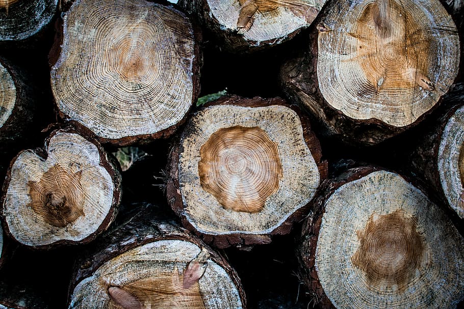 photo of wood logs, untitled, tree trunk, forest, cut, rings HD wallpaper