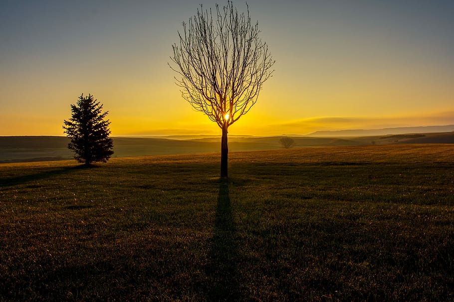 leafless tree in field, bare tree, landscape, grass, sunset, sky HD wallpaper