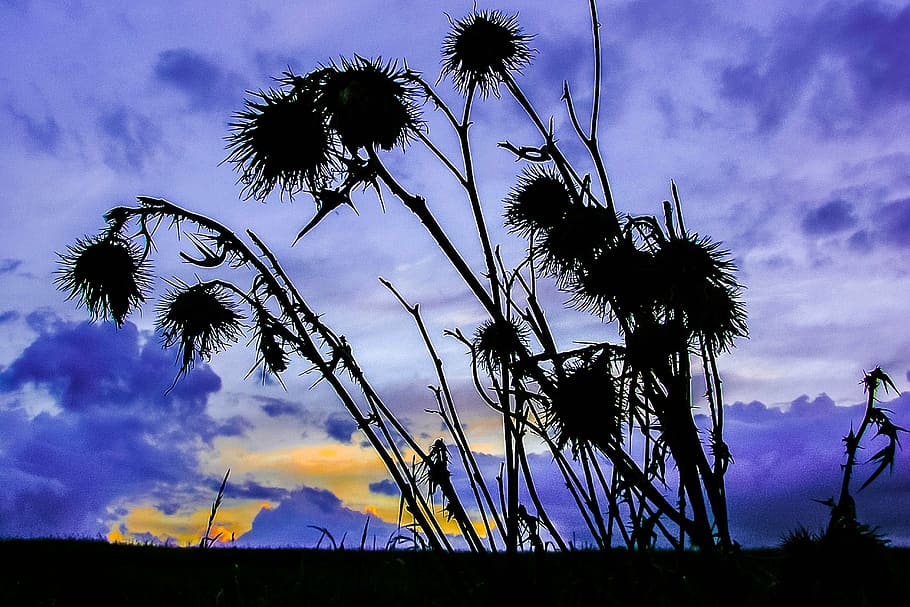 silhouette, sunset, priroda, nature, summer, sky, cloud - sky HD wallpaper