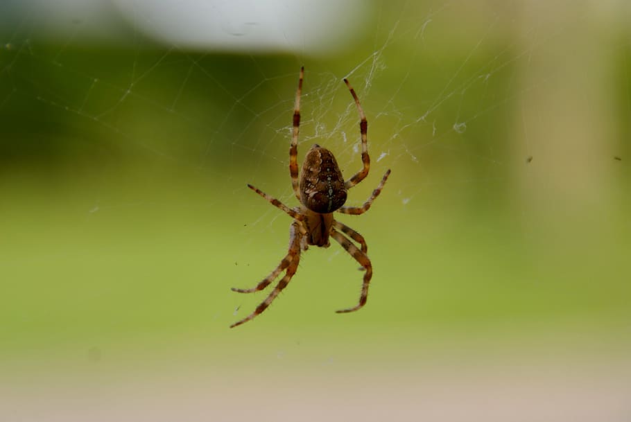 bug, spin, web, invertebrate, insect, animal themes, animal wildlife HD wallpaper