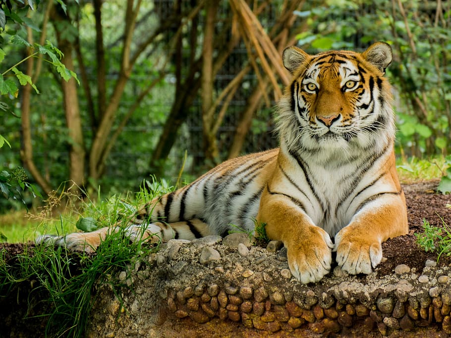 bengal tiger lying on ground, predator, animal, dangerous, zoo