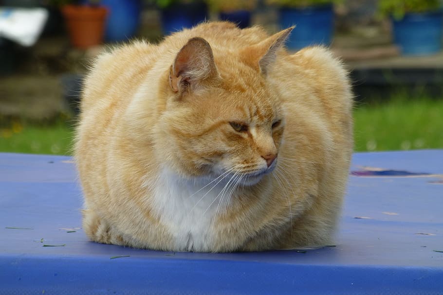 Red Cat, Pet, Domestic Cat, mammal, mackerel, domestic animals HD wallpaper