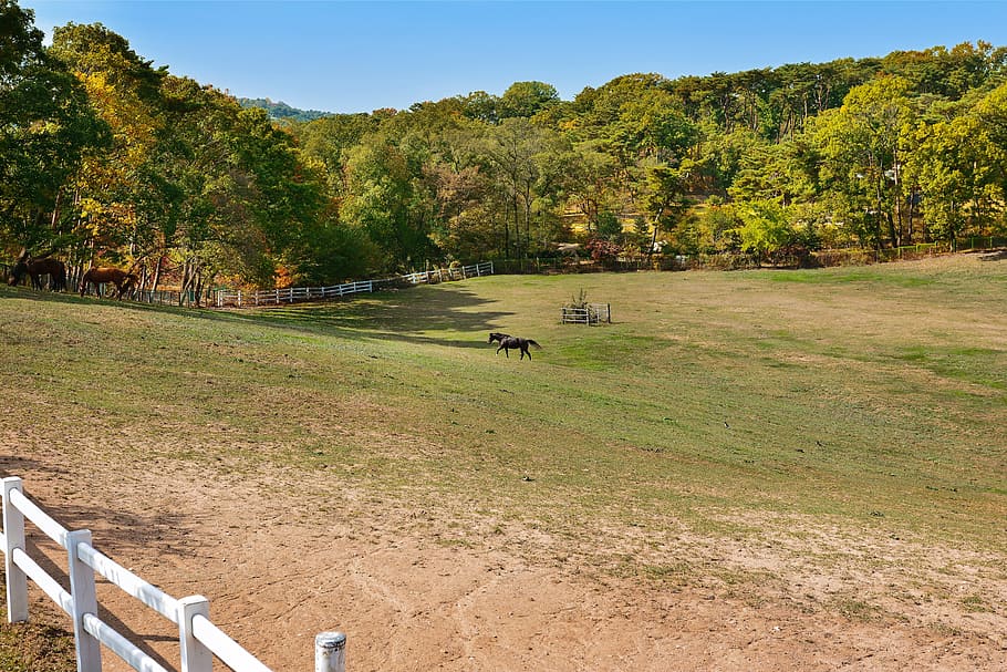 korea, game, cat, ranch, horse, sky, cloud, blue sky, autumn HD wallpaper